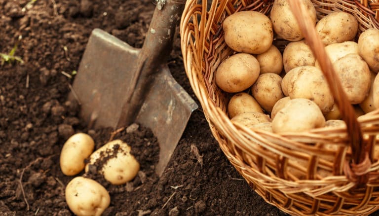 البطاطا الحورانية، والصعوبات التي تواجه المزارعين في درعا