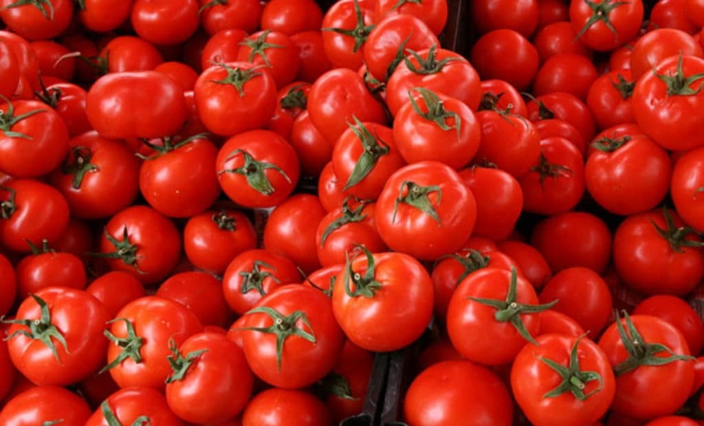 زراعة-البندورة-في-محافظ-درعا-وغلاء-أسعارها