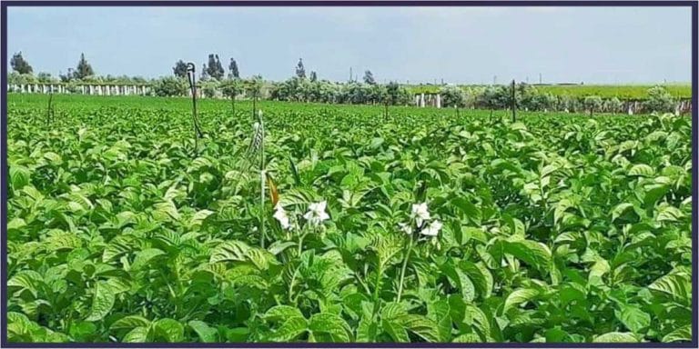 مزرعة بطاطا في مدينة طفس في الريف الغربي من محافظة درعا