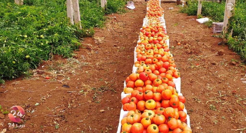 زراعة-البدورة-في-مدينة طفس في ريف درعا الغربي