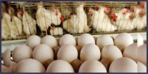 أسعار البيض والفروج خيالية، ومسؤول يتوقع انخفاضها!