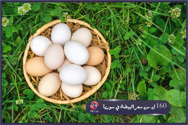 أسعار البيض في ارتفاع، ومسؤول «الخطة الإنتاجية للعام هي 100 مليون»