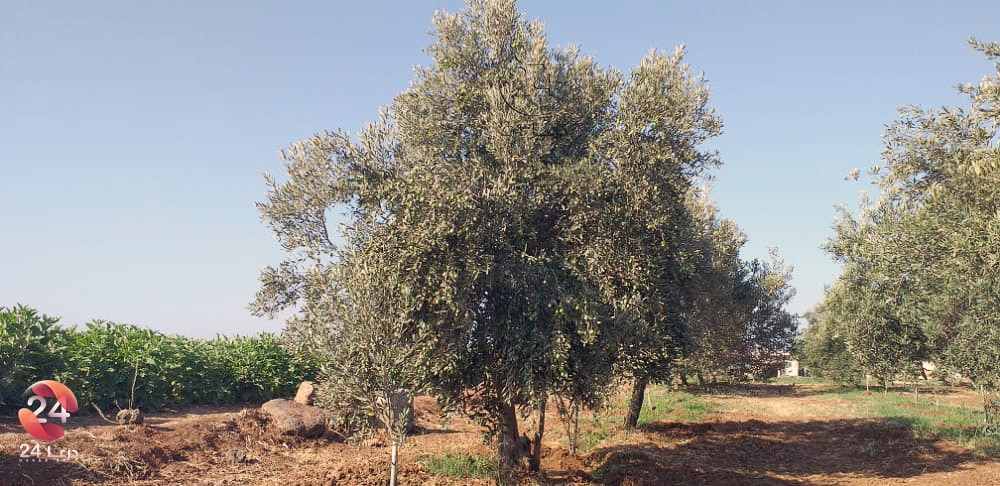 حوران في صور مزارع الزيتون في ريف محافظة درعا
