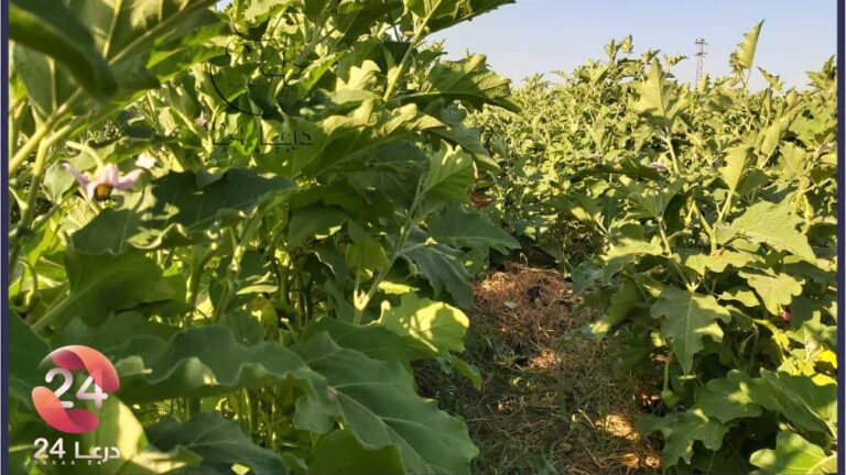 حوران في صور، زراعة الباذنجان في محافظة درعا
