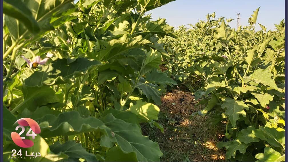 زراعة الباذنجان في محافظة درعا