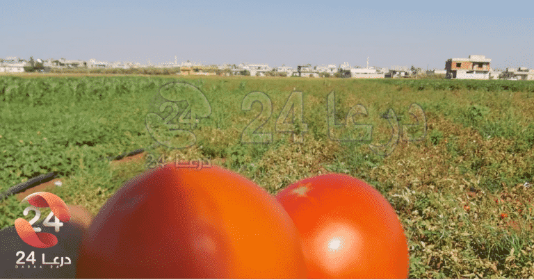 من مزارع مدينة داعل في محافظة درعا