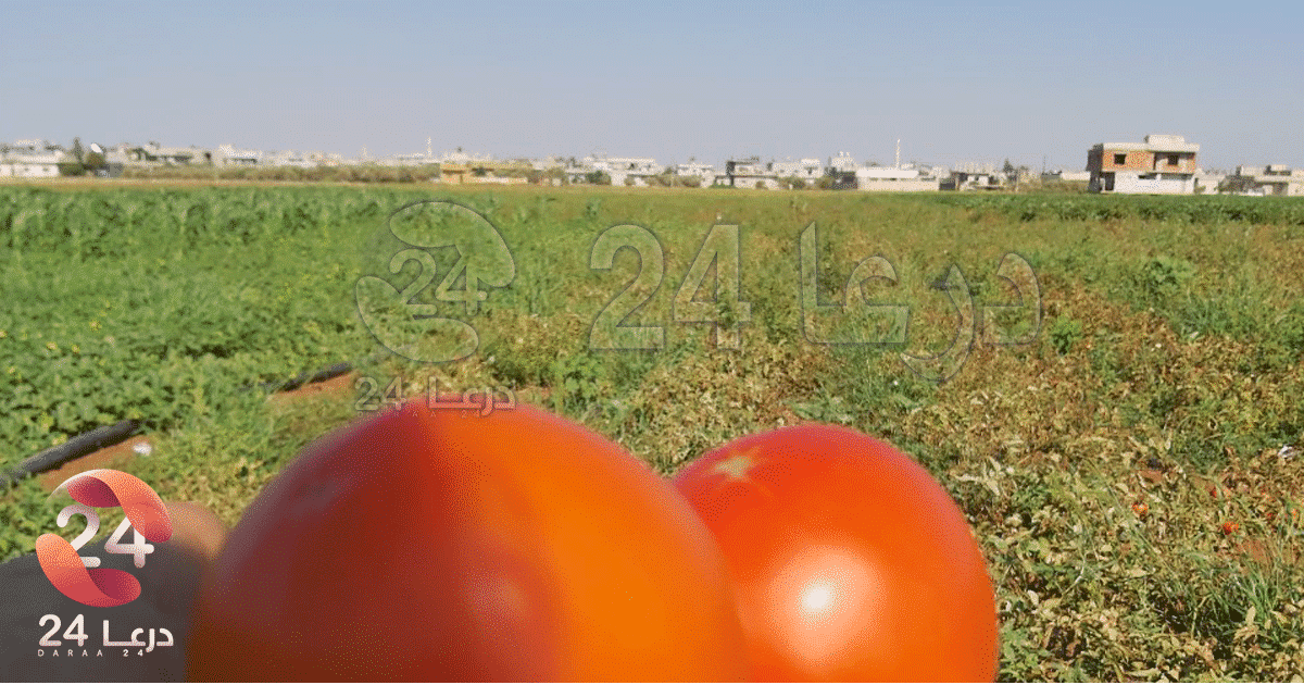 من مزارع مدينة داعل في محافظة درعا