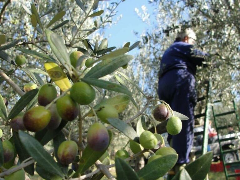 موسم الزيتون غير مُبشر في درعا، وتراجع زراعته بشكل عام!