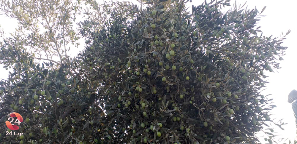 اشجار الزيتون في محافظة درعا