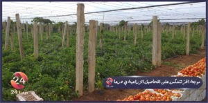 موجة الحرّ تنعكس على المحاصيل الزراعية في درعا