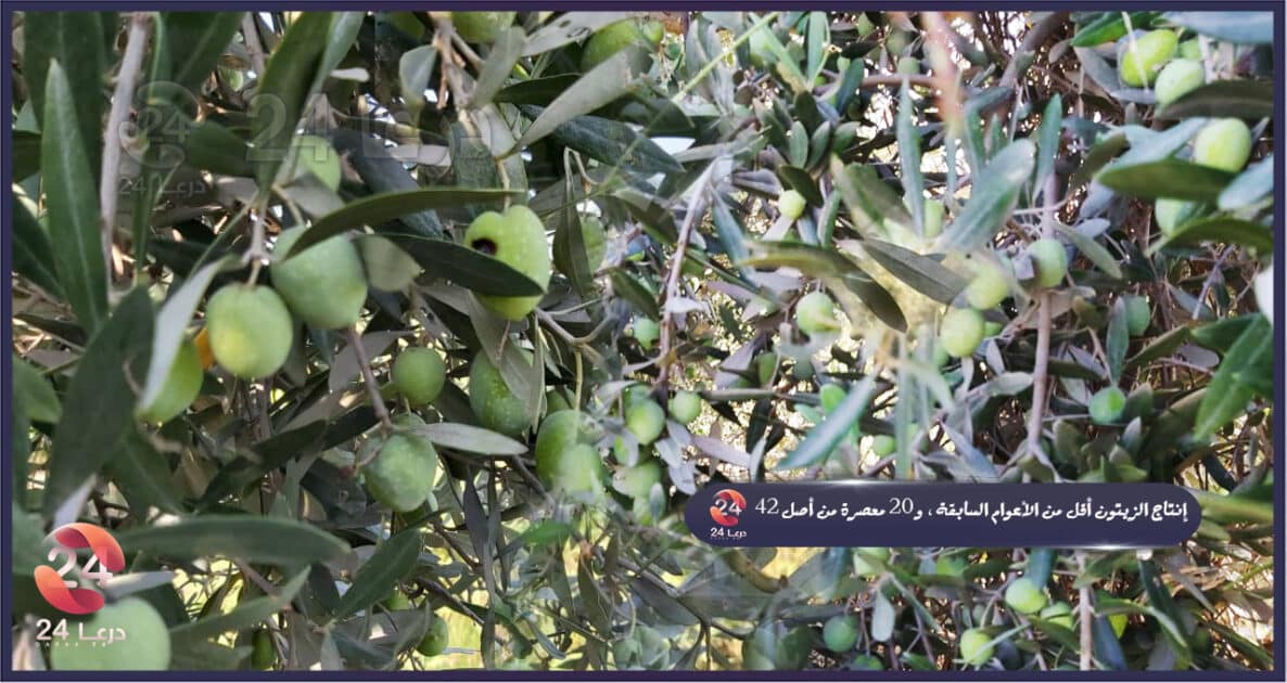 انتاج الزيتون في محافظة درعا