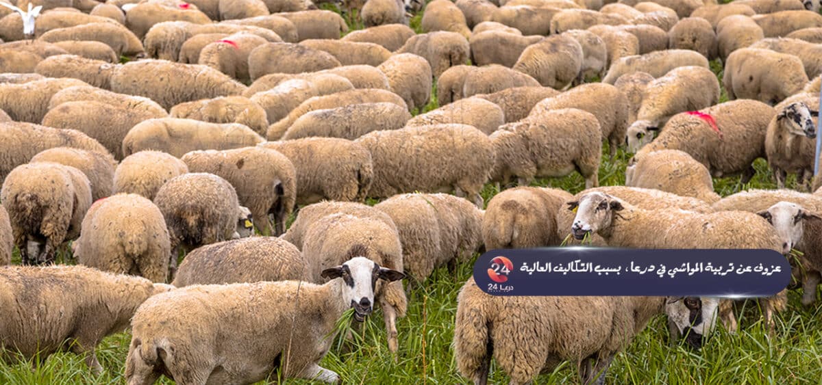 عزوف عن تربية المواشي في درعا، بسبب التكاليف العالية 52 عزوف عن تربية المواشي في درعا، بسبب التكاليف العالية