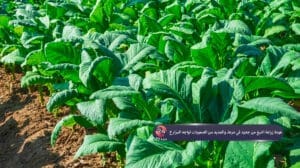 عودة زراعة التبغ من جديد في درعا، والعديد من الصعوبات تواجه المزارع درعا 24: الواقع كما هو عودة زراعة التبغ من جديد في درعا، والعديد من الصعوبات تواجه المزارع