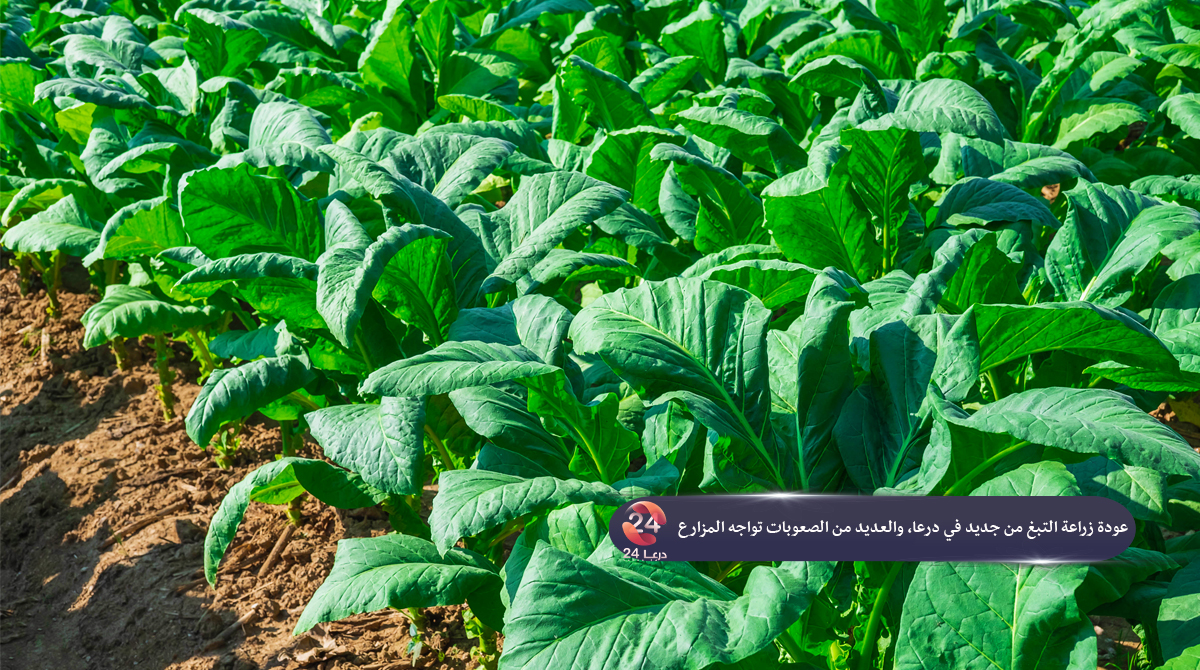 عودة زراعة التبغ من جديد في درعا، والعديد من الصعوبات تواجه المزارع