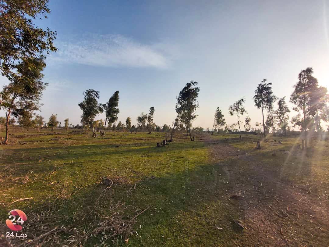 التحطيب الجائر للأشجار الحراجية في الريف الغربي من محافظة درعا