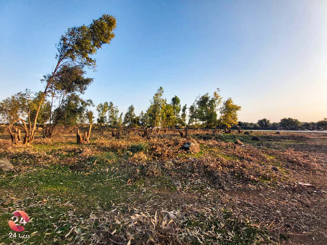 التحطيب الجائر للأشجار الحراجية في الريف الغربي من محافظة درعا