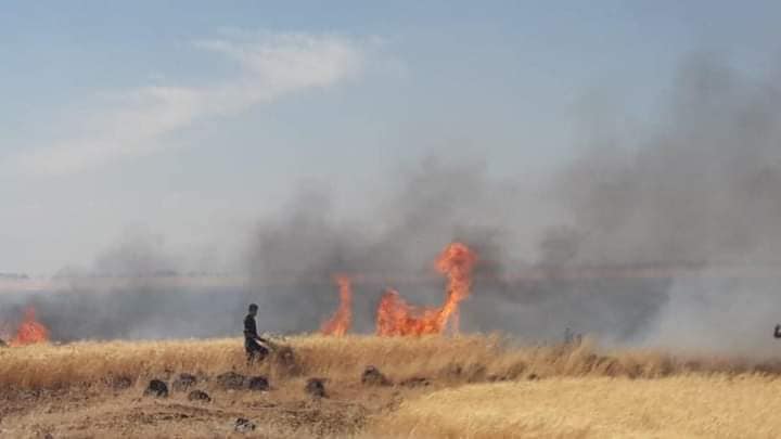 حرائق في حقول القمح في ريف درعا الشمالي