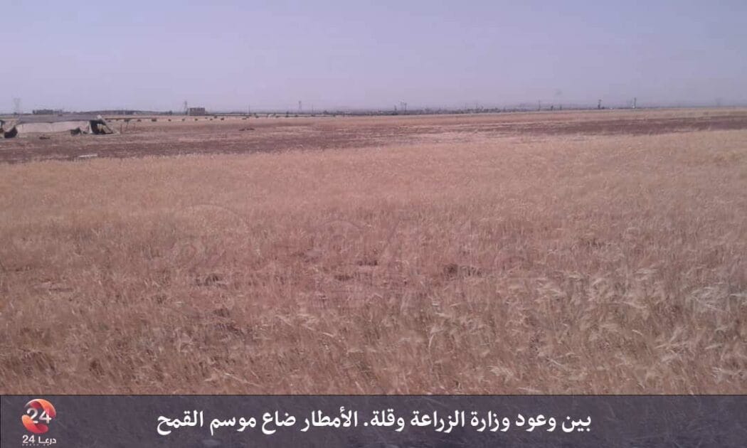 بين وعود وزارة الزراعة وقلة. الأمطار ضاع موسم القمح