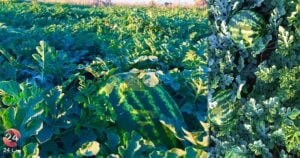 زراعة البطيخ في حوض اليرموك بين الواقع وتقديرات الإنتاج