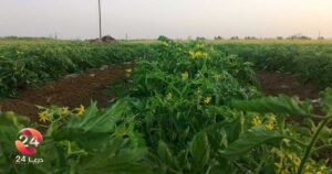 زراعة البندورة في درعا ضخامة إنتاج وضعف في الطلب!