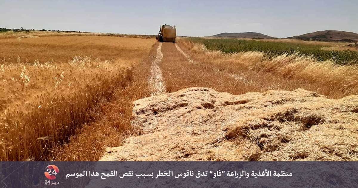 منظمة الأغذية والزراعة “فاو” تدق ناقوس الخطر بسبب نقص القمح هذا الموسم