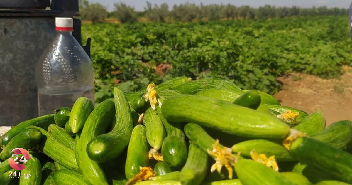 الخضروات في طفس غربي درعا - خيار