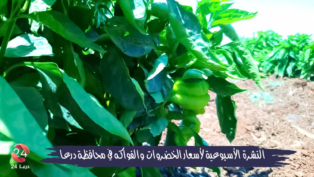 النشرة الأسبوعية لأسعار الخضروات والفواكه في محافظة درعا- بساتين حوض اليرموك