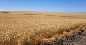 نقص مساحات زراعة القمح المروي لقلة المخزون المائي، والفلاح هو الخاسر الأكبر