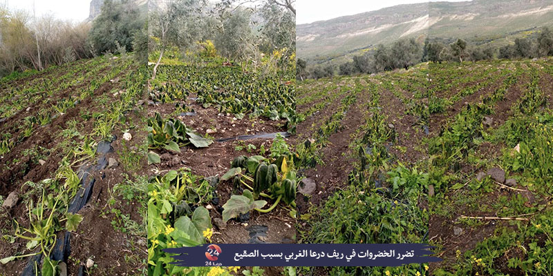 تضرر الخضروات بسبب موجة الصقيع في ريف درعا