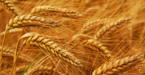 الحكومة ترفع سعر شراء كيلوغرام القمح من الفلاحين