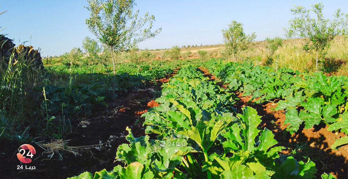 من مزارع الخضروات في ريف درعا الغربي