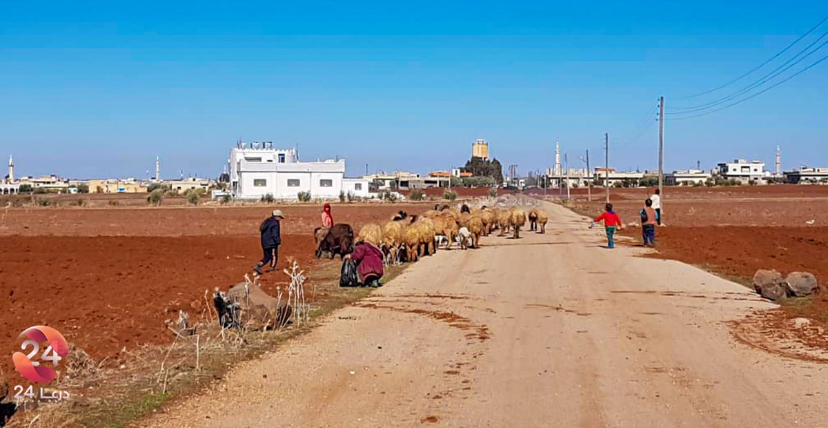 قطيع أغنام في ريف محافظة درعا الشرقي