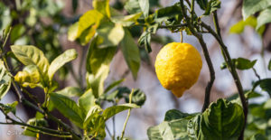 ارتفاع أسعار الليمون والأهالي يشترونه بالحبة