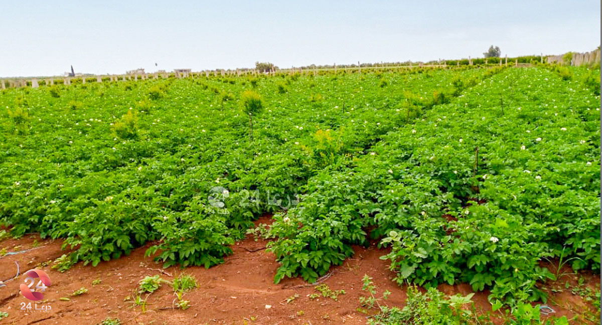 زراعة البندورة في سهول الريف الغربي من محافظة درعا