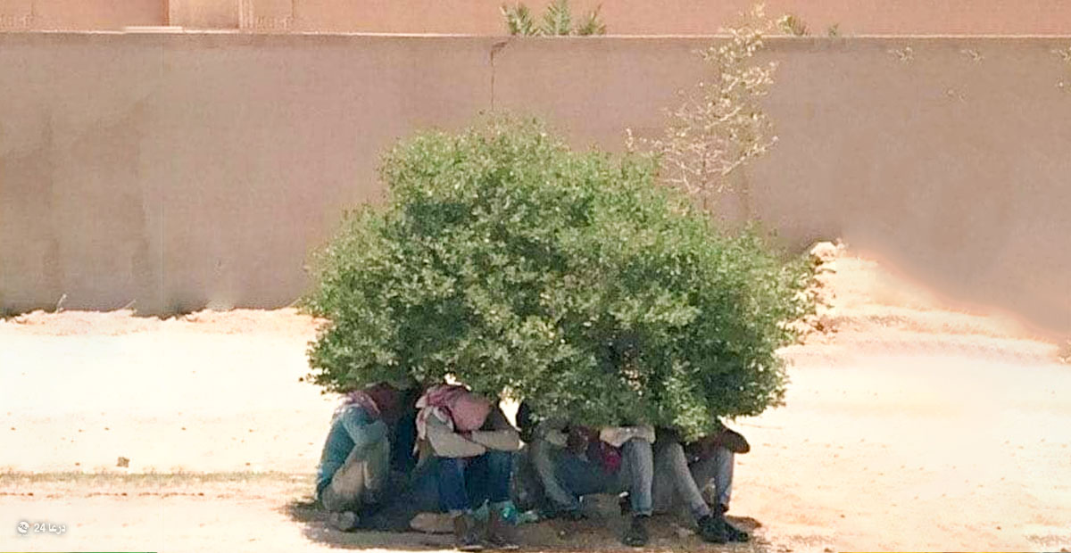 عمال يجلسون تحت ظل شجرة صغيرة