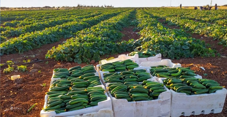 مشروع لزراعة خضروات في ريف درعا الغربي