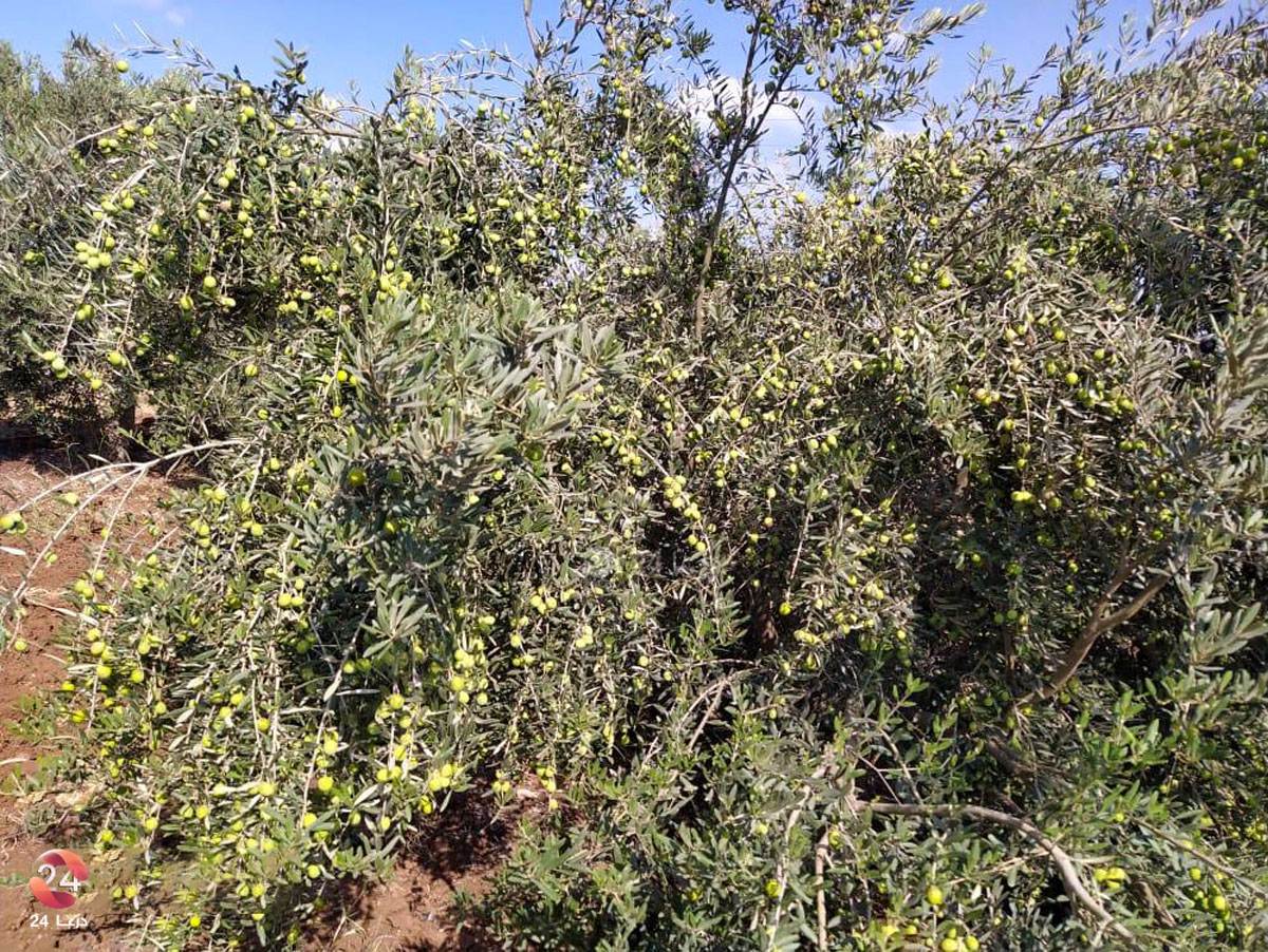 اشجار الزيتون في بلدة سحم الجولان في ريف درعا الغربي