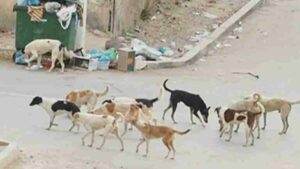 ظاهرة الكلاب الشاردة تنتشر في معظم مدن وبلدات درعا