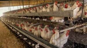 مسؤول يحذر من ارتفاع سعر البيضة الواحدة إلى ألف ليرة سورية