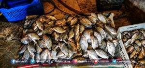 تربية الأسماك في سدود ريف درعا الغربي