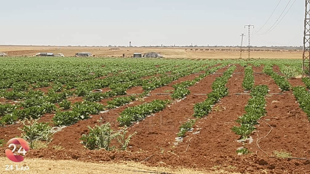 السهول المحيطة ببلدة المسيفرة في ريف محافظة درعا الشرقي