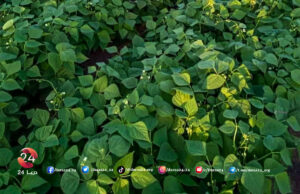 أسعار الخضروات والفواكه والمحروقات وبعض المواد الأُخرى في محافظة درعا خلال النصف الثاني من نيسان 2023