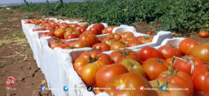 أسعار الخضروات والفواكه والمحروقات وبعض المواد الأُخرى في الريف الشرقي خلال شهر حزيران 2023