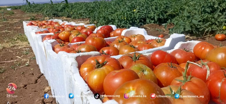من خيرات ريف درعا الغربي