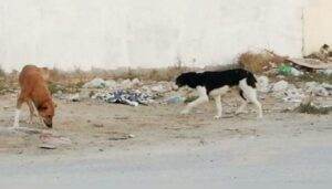 خطر كبير على حياة الإنسان بسبب انتشار كلاب مسعورة غربي درعا