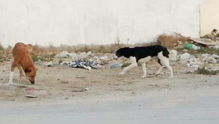 كلاب شارة. صورة من الانترنت