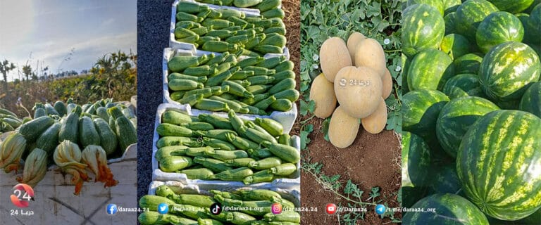 من خيرات بلدة القصير في منطقة حوض اليرموك في ريف محافظة درعا الغربي