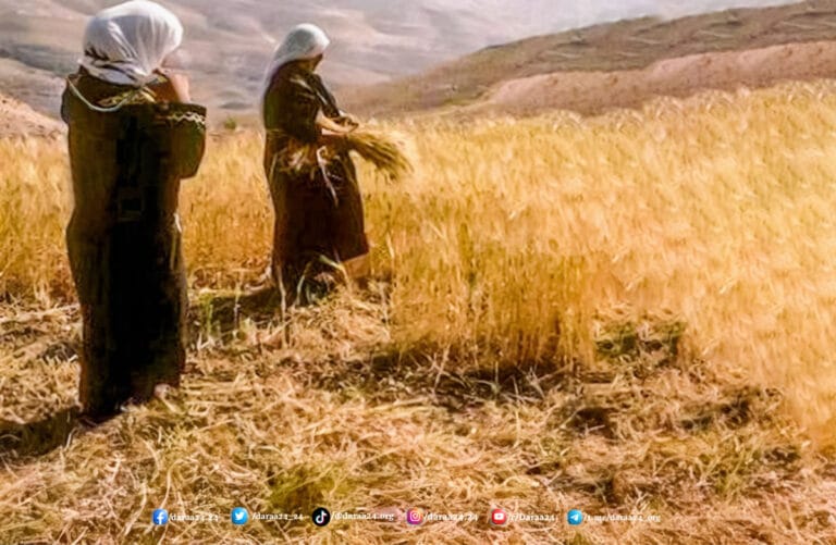 الحصاد بالمنجل أو ما يُسميه أهل حوران (الحاشوشة)