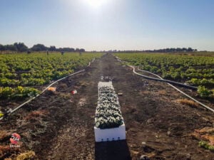 أسعار الخضروات والفواكه والمحروقات وبعض المواد الأُخرى في محافظة درعا في النصف الأول من تشرين الأول 2023