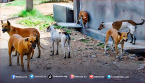 متى تُحل مشكلة الكلاب الشاردة في محافظة درعا؟